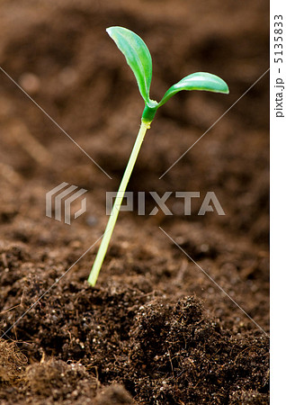 Green seedling illustrating concept of new life Green seedling illustrating concept of new life 5135833