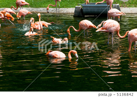 Pink lamingoes on the bright summer day Pink lamingoes on the bright summer day 5136842