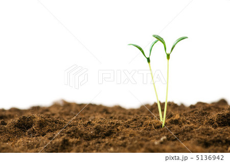 Green seedling illustrating concept of new life Green seedling illustrating concept of new life 5136942