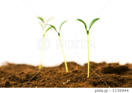 Green seedling illustrating concept of new life 5136944