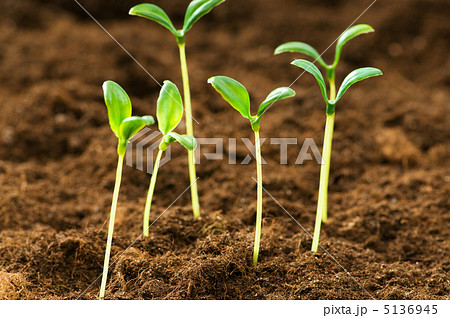 Green seedling illustrating concept of new life Green seedling illustrating concept of new life 5136945