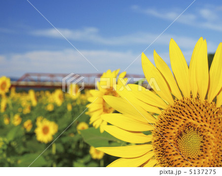 大洲五郎ひまわり1 5137275