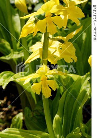 キエビネ 5137329