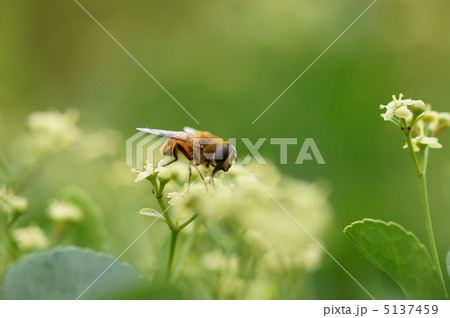 柾まさきの花と花虻 柾まさきの花と花虻 5137459