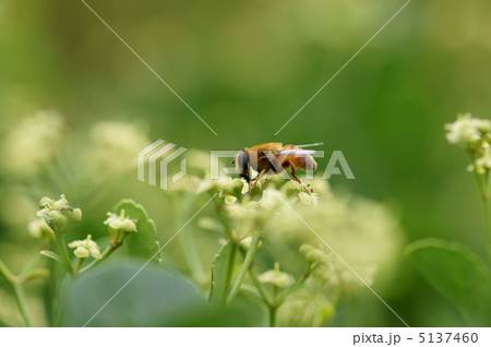 柾まさきの花と花虻の写真素材