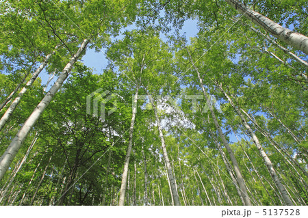 初夏の白樺 5137528