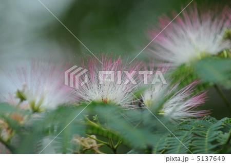 合歓の花 5137649