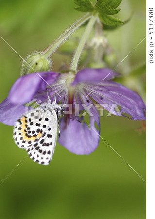 ジョウザンシジミ ジョウザンシジミ 5137880