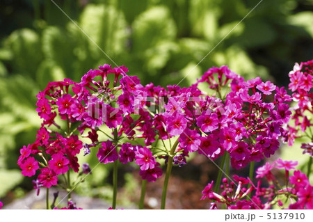 クリンソウ 5137910