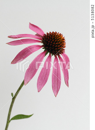 赤紫の紫馬簾菊 赤紫の紫馬簾菊 5138082