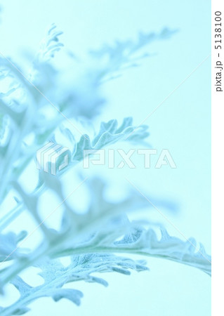 白妙菊 白妙菊 5138100