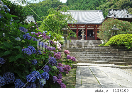 奈良　紫陽花の矢田寺 5138109
