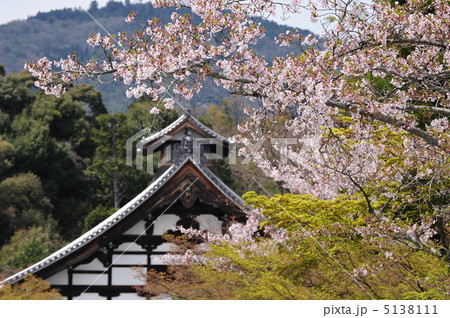 京都　天龍寺　山桜と庫裏 5138111