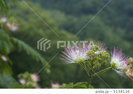 合歓の木 5138116