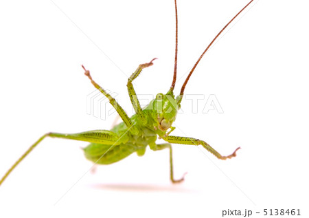 キリギリス 5138461