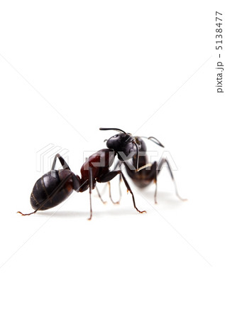 ムネアカオオアリ ムネアカオオアリ 5138477