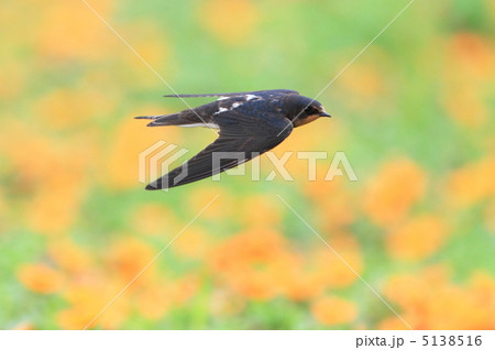 オレンジの花 5138516