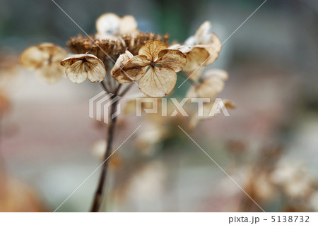 冬枯れのガクアジサイ 冬枯れのガクアジサイ 5138732