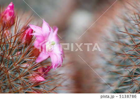 マミラリア　錦丸 5138786