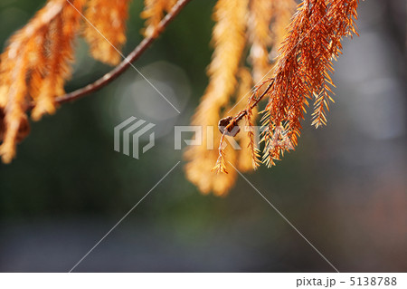 沼杉の葉と実 5138788