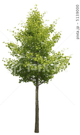 イチョウ樹木 イチョウ樹木 5139000