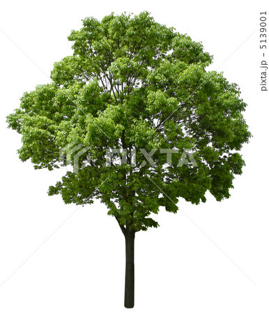クスノキ樹木 5139001