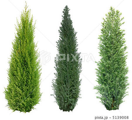 ゴールドクエスト樹木 5139008