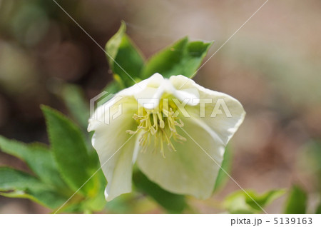 クリスマスローズ 5139163