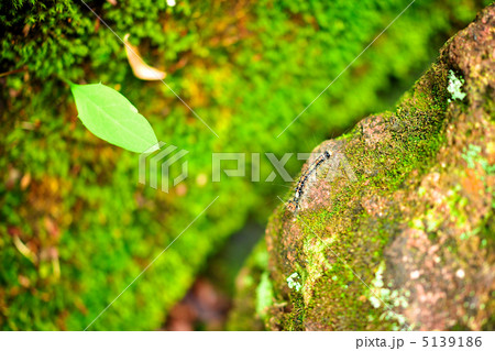 極彩色の毛虫 5139186