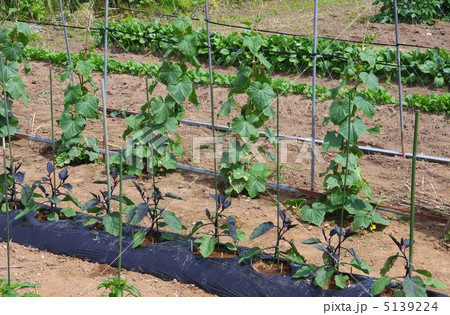 家庭菜園　野菜作り　野菜の風景 5139224