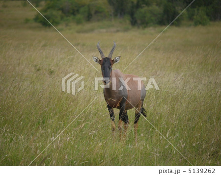 トピ トピ 5139262