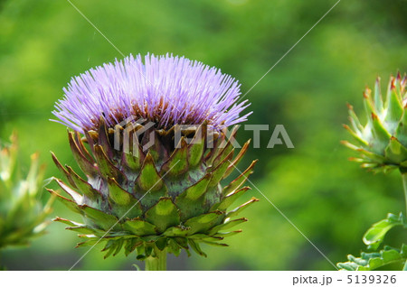 7月　アーティチョーク・キク科61 5139326