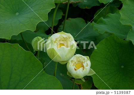 7月　ハス・ハス科108 5139387