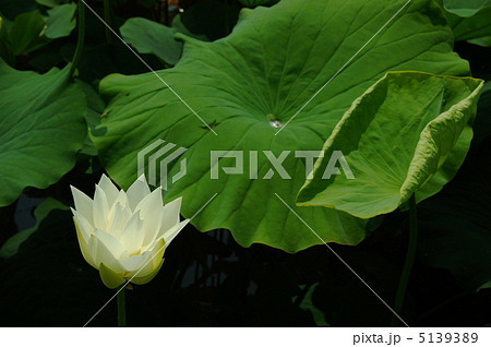 7月　ハス・ハス科106 5139389