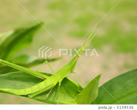 ショウリョウバッタ 5139536