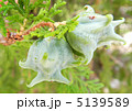ｺﾉﾃｶﾞｼﾜの実 5139589