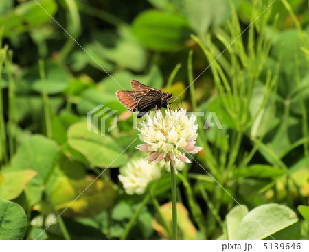 シロツメクサの花に止まるチャバネセセリ 5139646