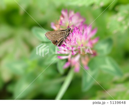 アカツメグサの花に止まるチャバネセセリ アカツメグサの花に止まるチャバネセセリ 5139648