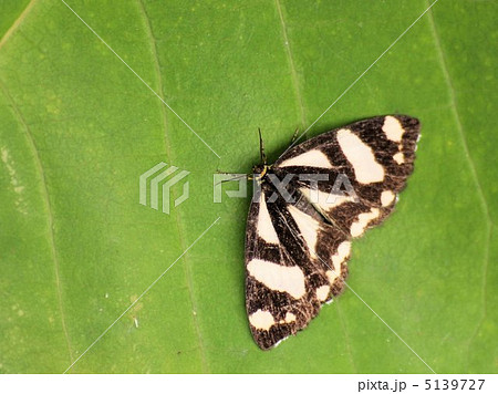 青葉の上に休むキンモンガ 5139727