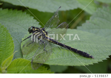 トンボ 5139837