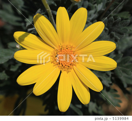 ユリオプスデージー 5139984