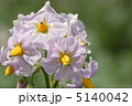 ジャガイモの花 5140042