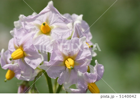 ジャガイモの花 5140042