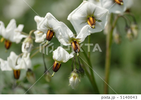 ジャガイモの花 5140043