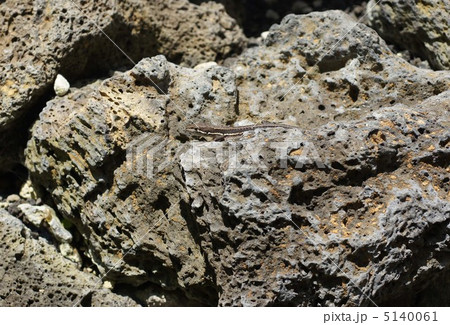 カナヘビ 5140061