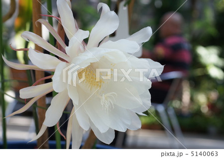 月下美人 月下美人 5140063