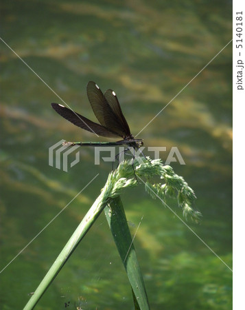 安曇野の清流に生きるハグロトンボ 安曇野の清流に生きるハグロトンボ 5140181