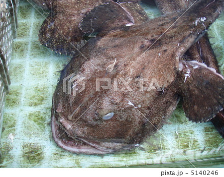 鮮魚市場の生簀に入った怖い顔をした生きたアンコウの顔 鮮魚市場の生簀に入った怖い顔をした生きたアンコウの顔 5140246