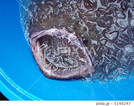 生きたアンコウの口 5140247