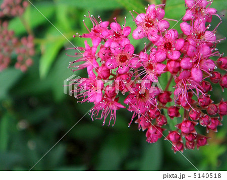 シモツケ（濃ピンク） 5140518